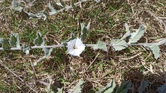 Convolvulus hermanniae