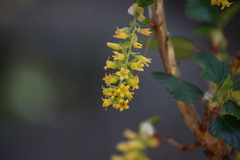 Ribes punctatum