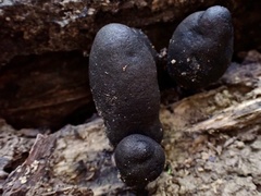 Xylaria obovata