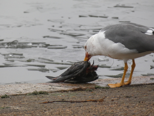 Lesser Black-backed Gull｜小黑背鸥 参考照片