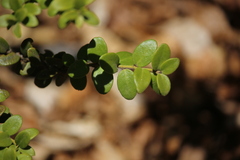 Maytenus chubutensis