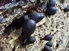 Xylaria obovata