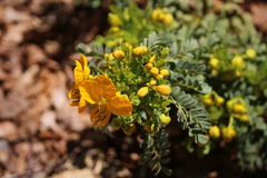 Senna arnottiana