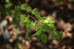 Nothofagus obliqua