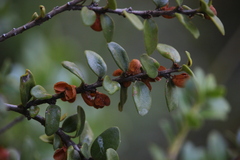 Maytenus chubutensis