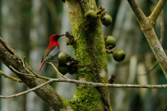 Aethopyga temminckii