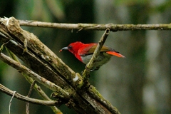 Aethopyga temminckii