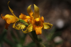 Chloraea alpina
