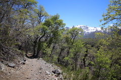 Nothofagus obliqua