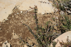 Berberis empetrifolia