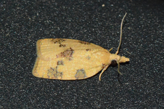 Cenopis saracana