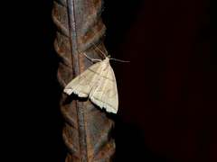 Herminia grisealis