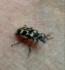 Astylus atromaculatus