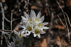 Ipheion sessile