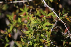 Berberis montana