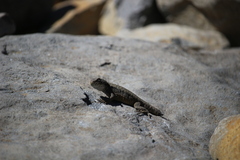 Liolaemus antonietae