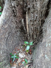 Hetaeria oblongifolia