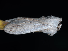Destolmia lineata