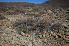 Nothofagus antarctica