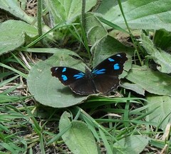 Orophila