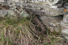 Vipera aspis aspis
