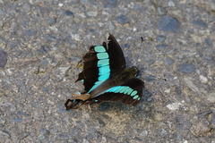 Graphium sarpedon connectens