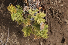 Cheilanthes glauca