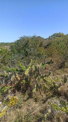 Opuntia arechavaletae