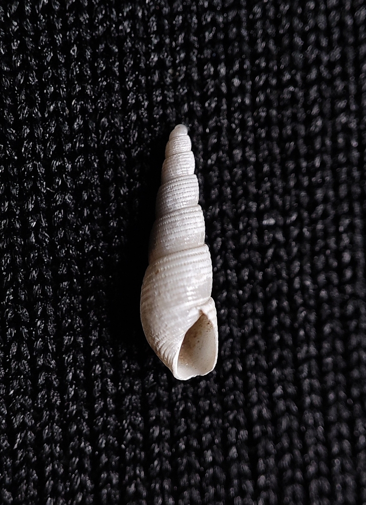 Monotygma lauta