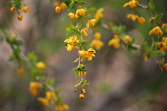 Berberis montana