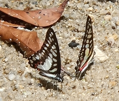 Graphium evemon