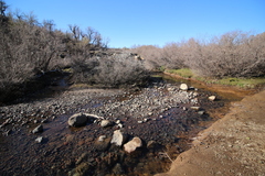 Nothofagus antarctica