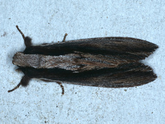 Hylaeora capucina