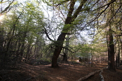 Nothofagus pumilio
