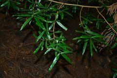 Podocarpus fasciculus