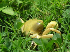 Geothelphusa albogilva