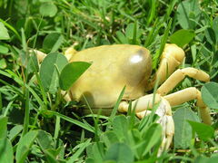 Geothelphusa albogilva