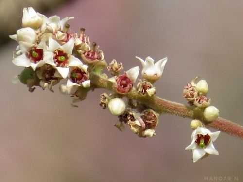 Boswellia