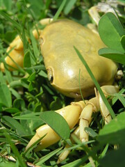 Geothelphusa albogilva