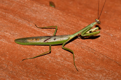 Stagmatoptera supplicaria