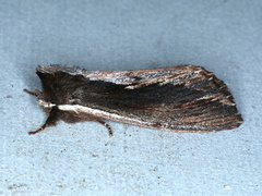 Hylaeora capucina