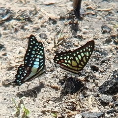 Graphium arycles