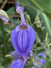 Brillantaisia owariensis