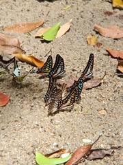 Graphium arycles