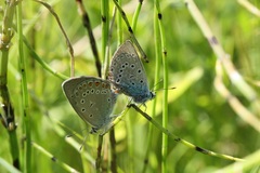 Polyommatus amandus