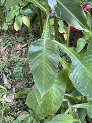 Brillantaisia owariensis