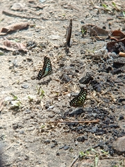 Graphium arycles