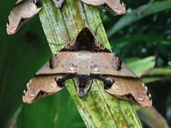 Amplypterus panopus