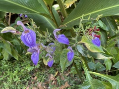 Brillantaisia owariensis