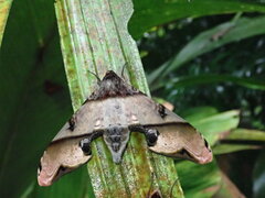 Amplypterus panopus